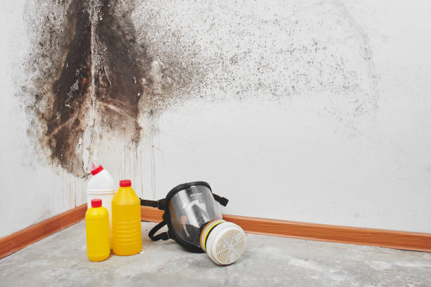 Best Emergency Mold Removal  in Isla Vista, CA