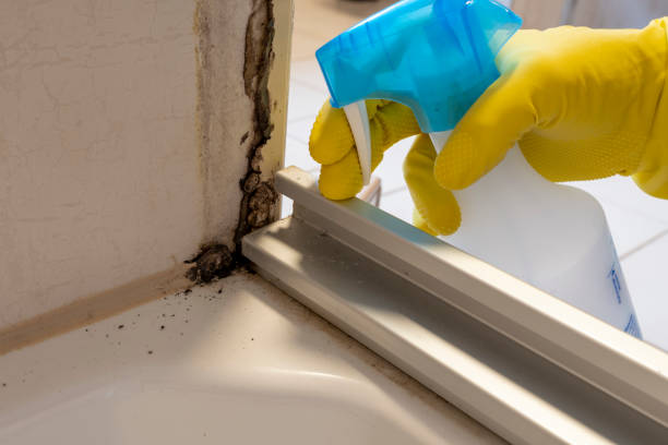 Best Attic Mold Removal  in Isla Vista, CA