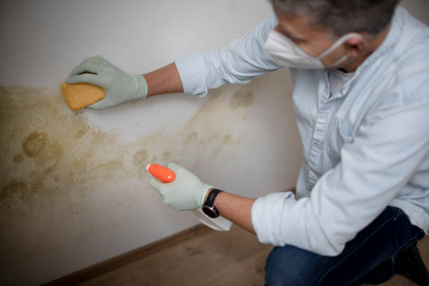 Best Commercial Mold Removal  in Isla Vista, CA