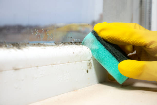 Best Mold Testing  in Isla Vista, CA