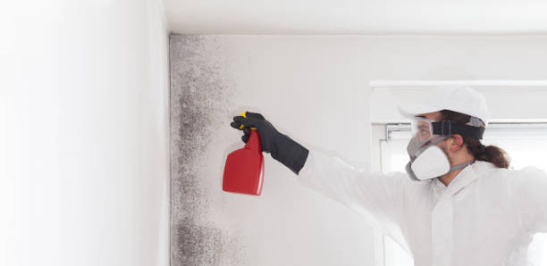 Best Emergency Mold Removal  in Isla Vista, CA