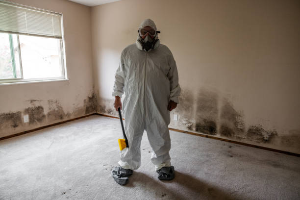 Mold Removal and Inspection in Isla Vista, CA