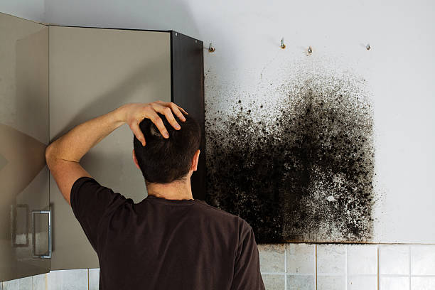 Best Best Mold Removal Companies  in Isla Vista, CA