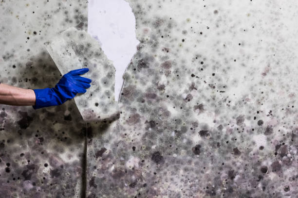 Best Mold Damage Repair  in Isla Vista, CA