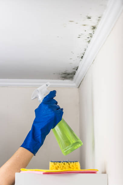 Best Mold Testing  in Isla Vista, CA